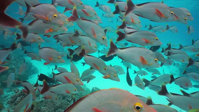 Tropical fish shoal humpback red snapper with few surgeonfish in shallow water swimming close to the camera, Rangiroa, Tuamotu, Pacific ocean, French Polynesia
