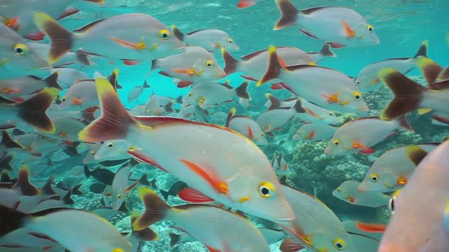 Panning underwater in the middle of a shoal of fish humpback red snapper close to the camera on a shallow coral reef, Rangiroa, Tuamotu, Pacific ocean, French Polynesia
