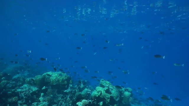 Tropical fish schooling (mostly short-nosed unicornfish, Naso brevirostris) underwater at the edge of a coral reef barrier, Rangiroa, Tuamotu, Pacific ocean, French Polynesia
