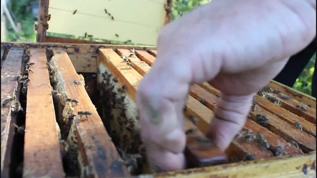 Work of beekeeper with bees.
Beekeeper inspecting bees watching the development of the colony.
