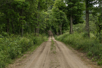 The trail passes through  forest
