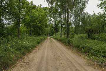 Fototapeta na wymiar The trail passes through a large forest