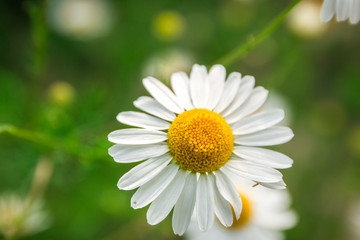 Chamomile flower isolated in wild