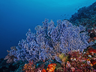 Fototapeta na wymiar Gorgonian Coral, Flecht-Gorgonie (Muricella sp.)