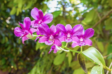 Obraz premium purple orchid flowers the natural