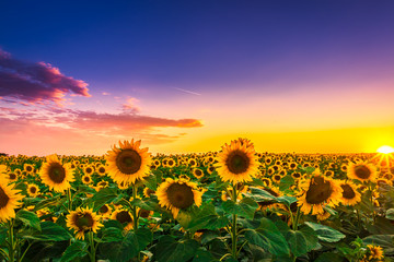 Sunflower field in sunset
