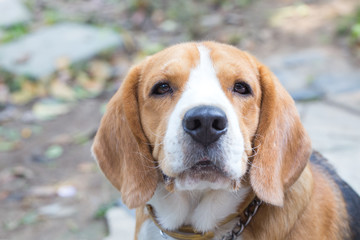 Beagle dog boy looking up