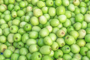 Jujube, Indian jujube, Chinese date, monkey apple, green balls pile in daylight