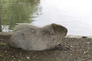 Sleeping capibara near the pond