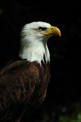 Aguila americana