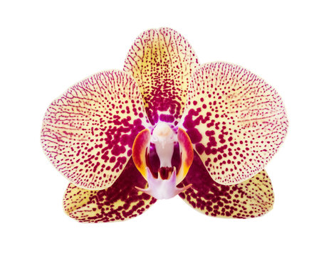 Fototapeta Orchid. Orchid flower. Beautiful orchid flower isolated on white.(selective focus)