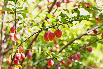 Cherry-plums on the branches