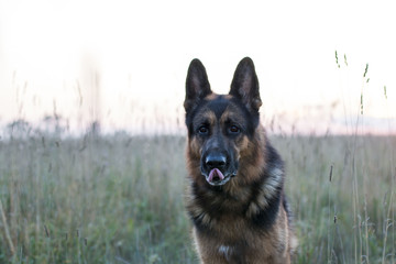 Dog german shepherd on the field and sunset