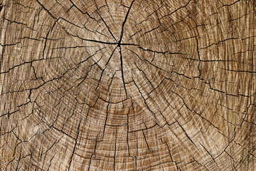 Wood texture of cut tree trunk, close-up