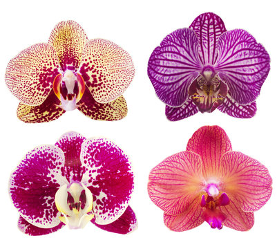 Fototapeta Collection of orchid flower isolated on white.Orchid. Orchid flower.