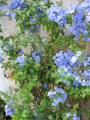 Plumbago plant