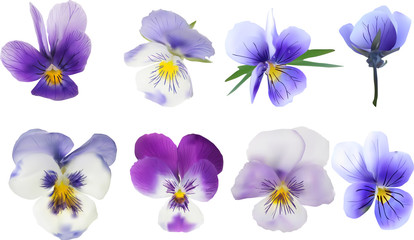 eight garden violet blooms isolated on white