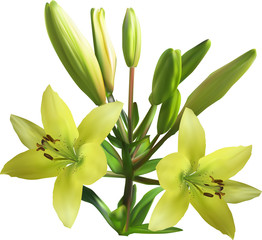 Obraz premium yellow lily with two blooms and seven buds on white