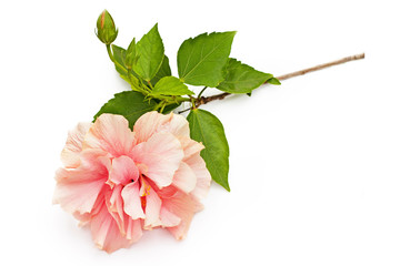 Pink hibiscus flower with green leaves isolated on white background