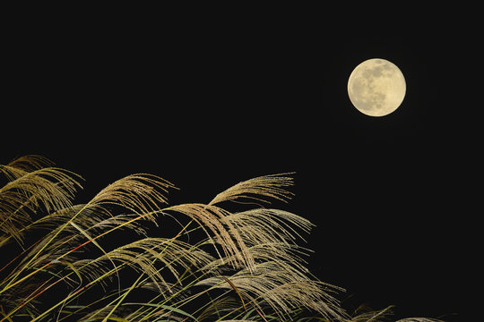 お月見イメージ　ススキと月

