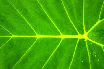Green leaf texture