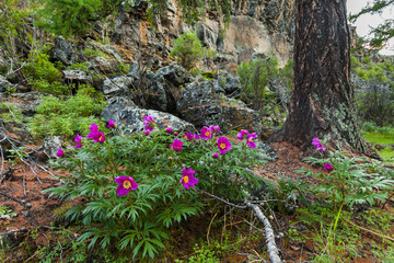 Picturesque park with beautiful wild peonies