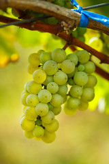 Ripening grapes on the vine