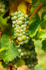 Ripening grapes on the vine