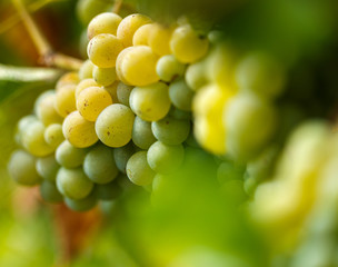 Ripening grapes on the vine