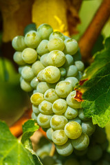 Ripening grapes on the vine