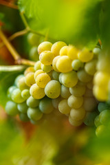 Ripening grapes on the vine