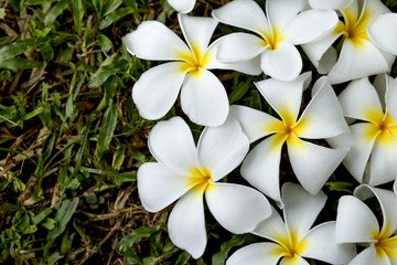 Fototapeta na wymiar Closeup white Plumeria flower in the garden