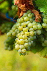 Ripening grapes on the vine