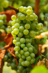 Ripening grapes on the vine
