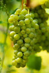 Ripening grapes on the vine