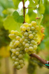 Ripening grapes on the vine