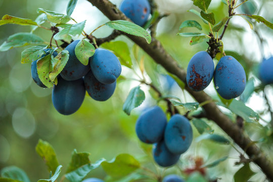 Ripe blue plums in an orchard