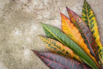 Colorful leaf texture on cement floor background © sirirak