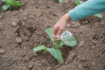 Hand with a test tube and plant. Fertilizer in laboratory glassware.