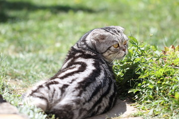British Shorthair kitten
