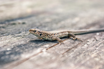Green and brown lizard (Lacerta viridis, Lacerta agilis) is a species of lizard of the genus Green lizards. Lizard on the wooden backdround.