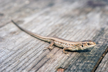 Green and brown lizard (Lacerta viridis, Lacerta agilis) is a species of lizard of the genus Green lizards. Lizard on the wooden backdround.