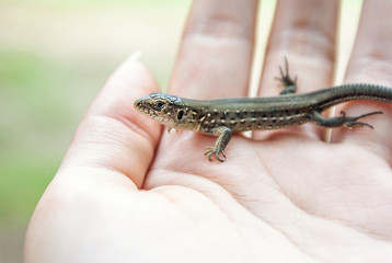Green and brown lizard (Lacerta viridis, Lacerta agilis) is a species of lizard of the genus Green lizards. Lizard on the human palm.