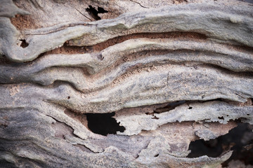 wood texture closeup background