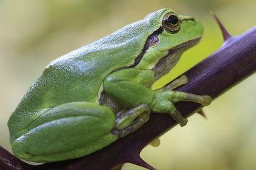 Europäische Laubfrosch (Hyla arborea)