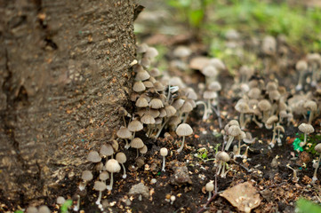toadstools in the forest