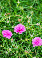 Common Purslane, Verdolaga, Pigweed Pusley, flower bloom pink green field in garden