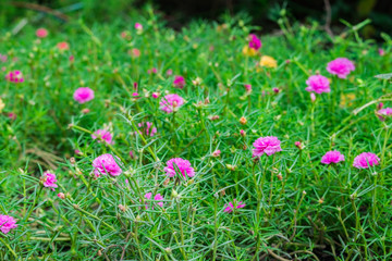 Common Purslane, Verdolaga, Pigweed Pusley, flower bloom pink green field in garden