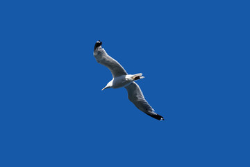isolated flying seagull