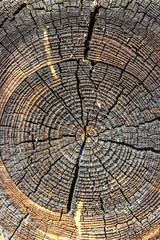 Wood texture of cut tree trunk, close-up. Cross section of tree trunk showing growth rings. Abstract texture of tree stump, crack wood ancient. Selective focus.